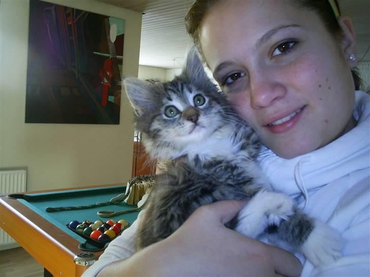 Blanding af racer Fiona billede 5