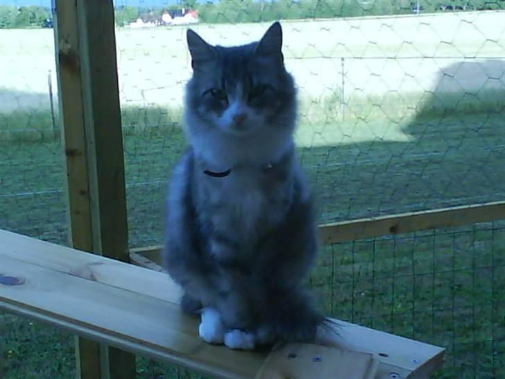 Norsk Skovkat spitty billede 1