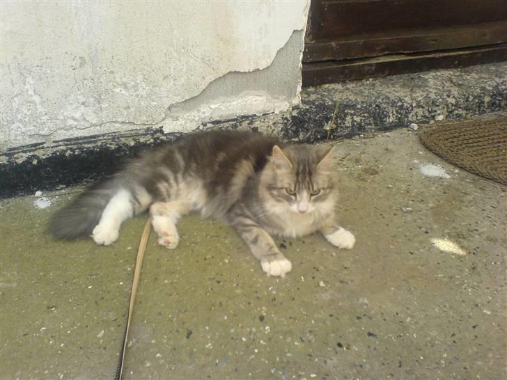 Norsk Skovkat spitty billede 2