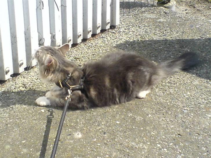 Norsk Skovkat spitty - dejligt at være ude at gå tur. fandt lige lidt sol. billede 3