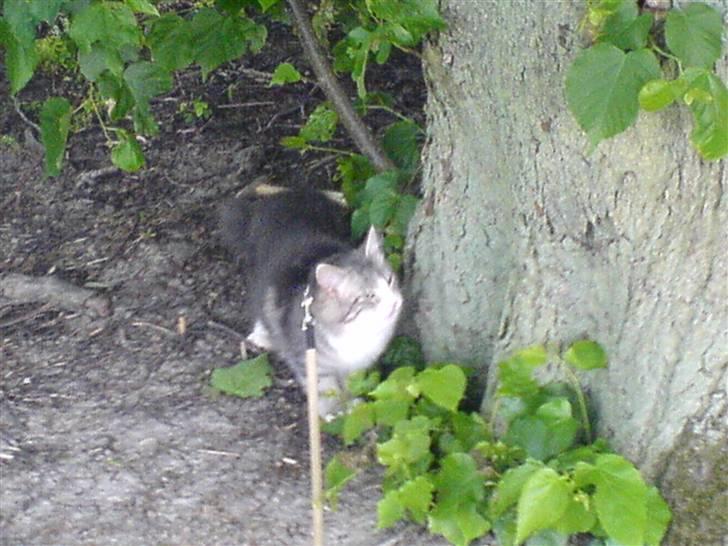 Norsk Skovkat spitty billede 4