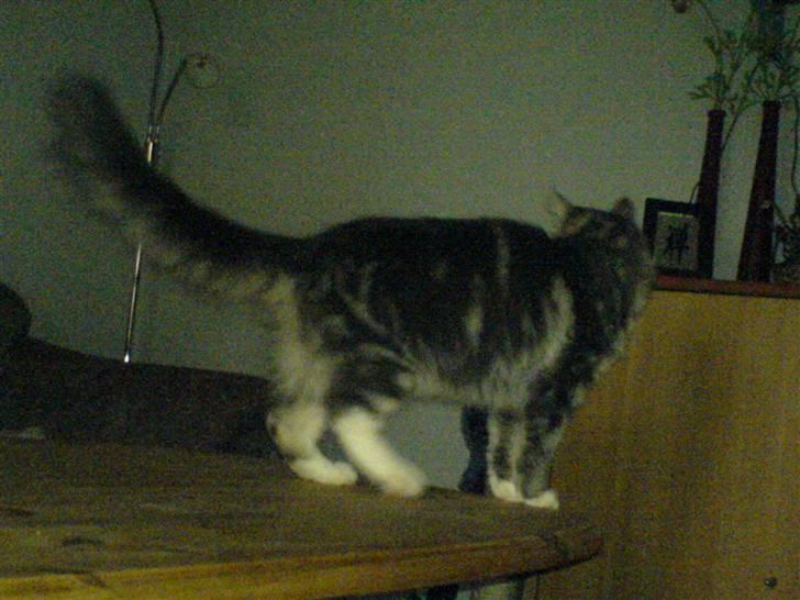 Norsk Skovkat spitty - man tager sig nogle friheder billede 5