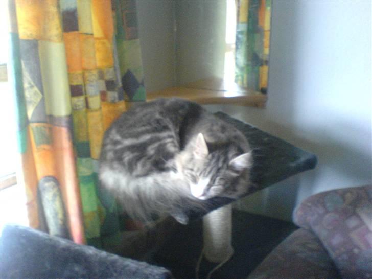 Norsk Skovkat spitty billede 6