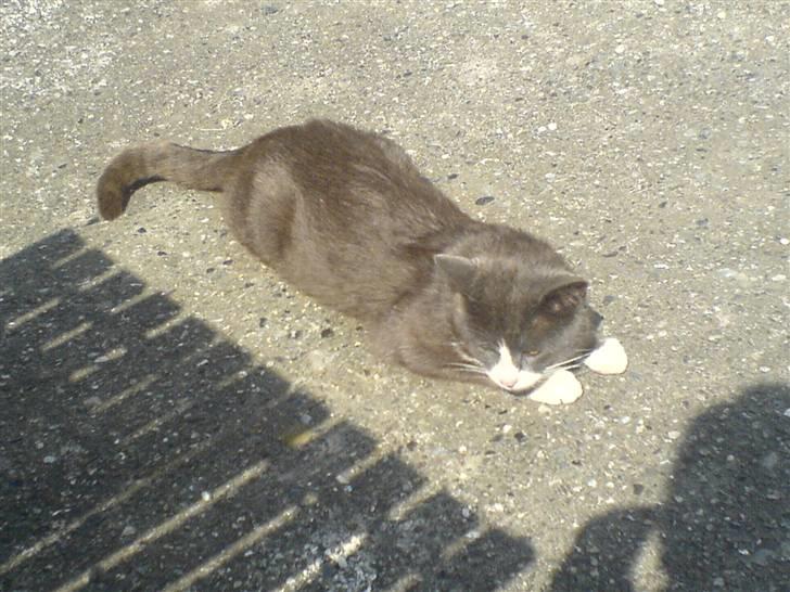 Blanding af racer grå misser død 6/11-2008 billede 1