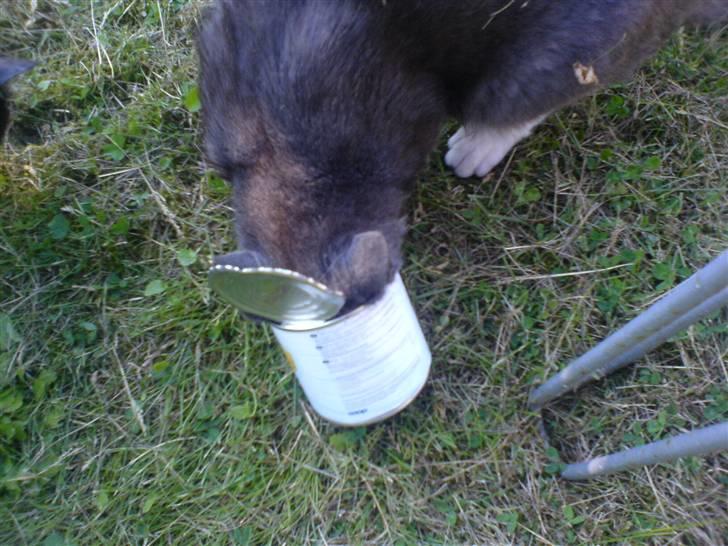 Blanding af racer grå misser død 6/11-2008 - så er vi i gang med at tømme det sidste majs ud af dåsen billede 2