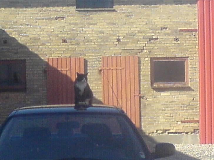 Blanding af racer grå misser død 6/11-2008 - der er nu en god udsigt her fra bilen billede 3