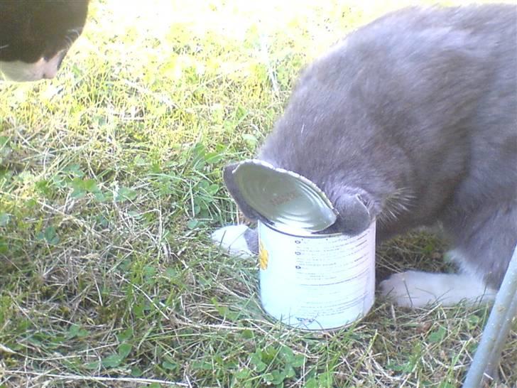 Blanding af racer grå misser død 6/11-2008 billede 4