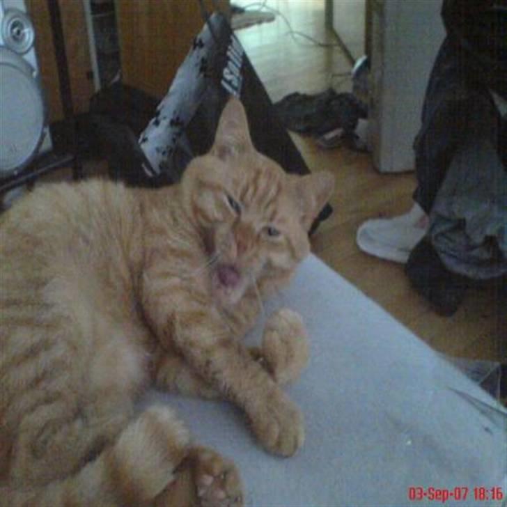 Huskat Tarzan DØD 28 maj 2008 :( billede 1