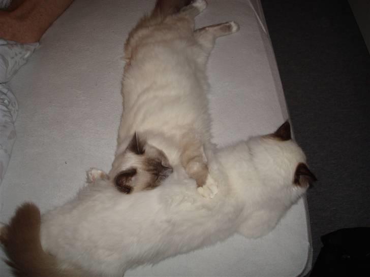 Hellig Birma Silky Sox Prince billede 14