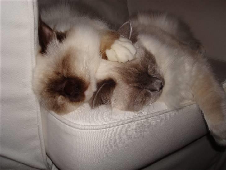 Hellig Birma Silky Sox Prince billede 15