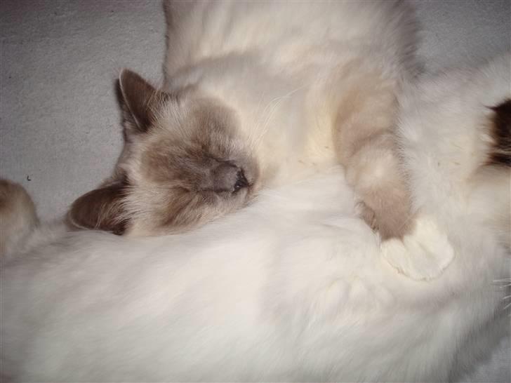 Hellig Birma Suka´s Nimbus Arvic billede 14