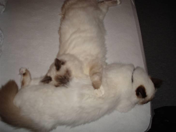 Hellig Birma Suka´s Nimbus Arvic billede 15