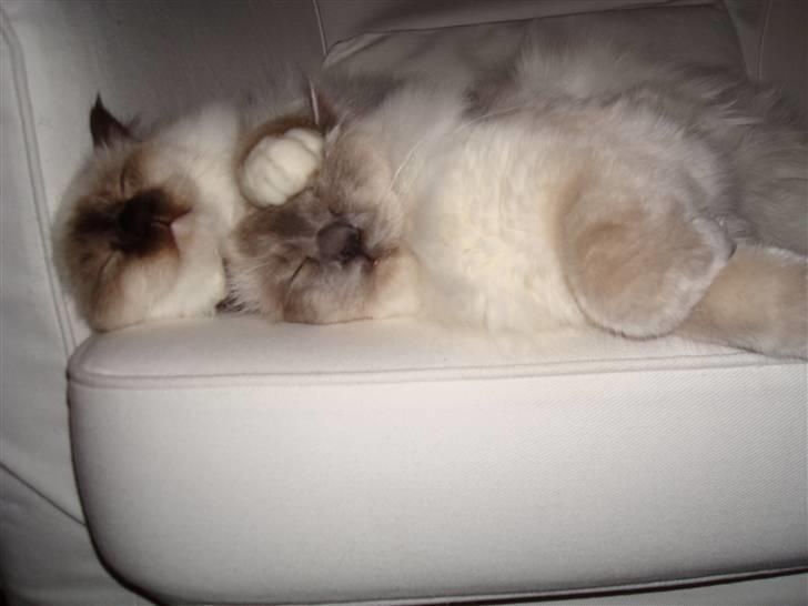 Hellig Birma Suka´s Nimbus Arvic billede 16