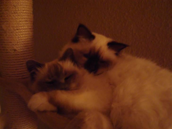 Hellig Birma Suka´s Nimbus Arvic billede 17