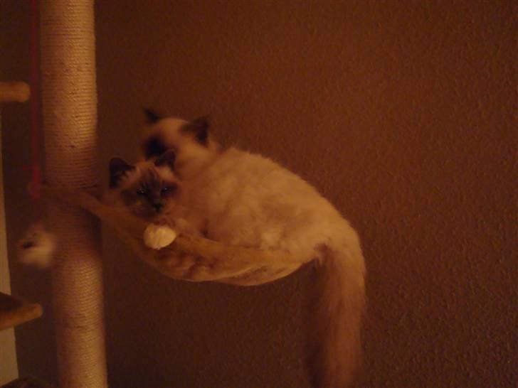 Hellig Birma Suka´s Nimbus Arvic billede 18