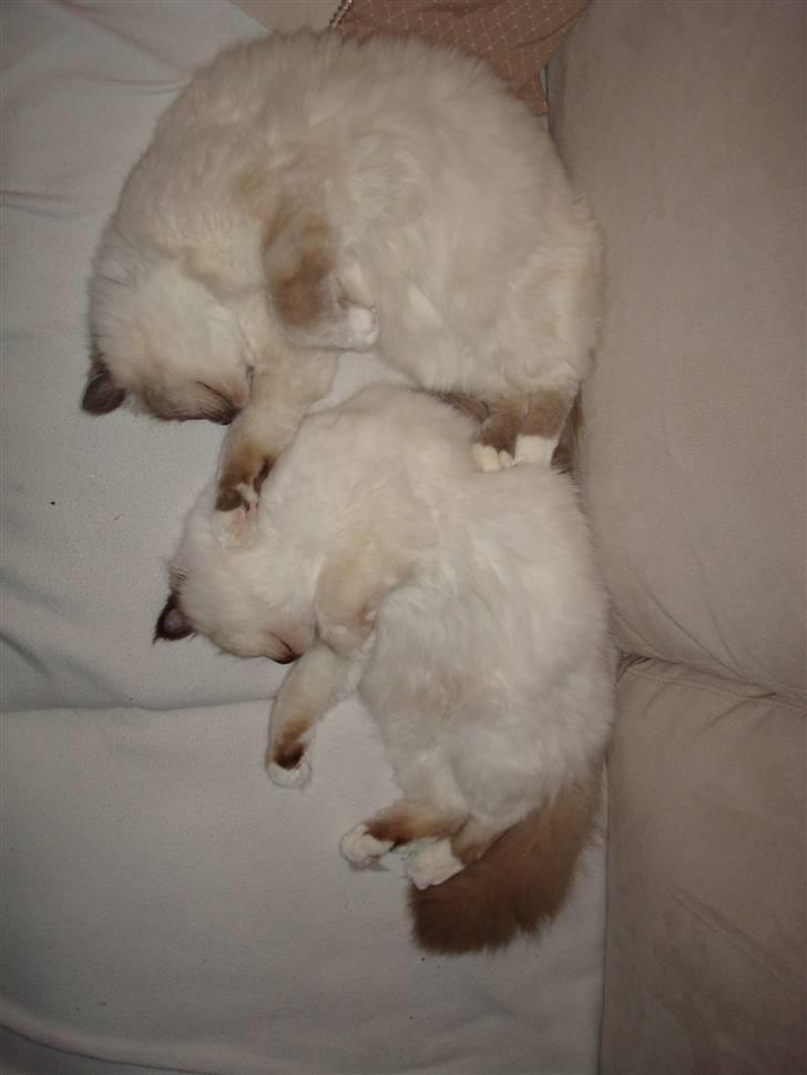 Hellig Birma Suka´s Nimbus Arvic billede 19