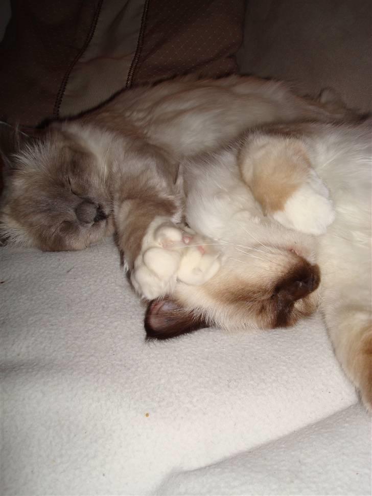 Hellig Birma Suka´s Nimbus Arvic billede 20