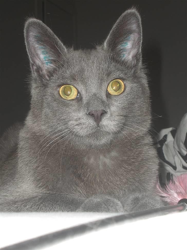 Blanding af racer Dusty billede 17