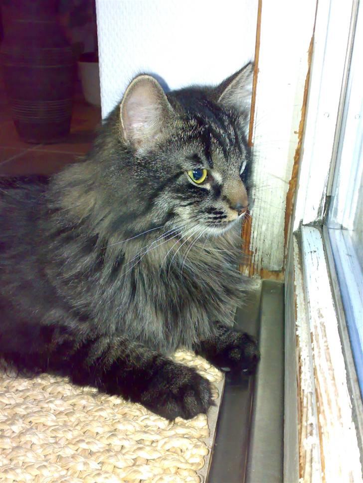 Blanding af racer norsk skovkat Mis billede 1