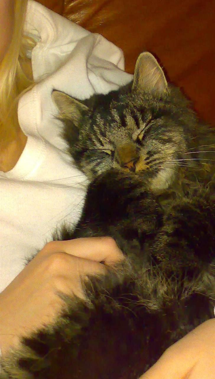 Blanding af racer norsk skovkat Mis billede 2