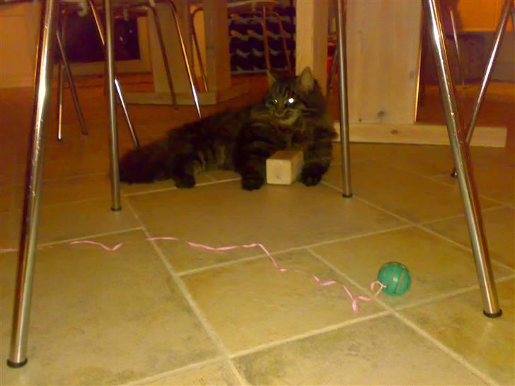 Blanding af racer norsk skovkat Mis billede 3