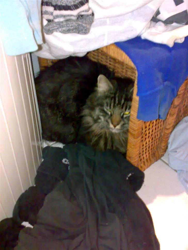 Blanding af racer norsk skovkat Mis billede 4