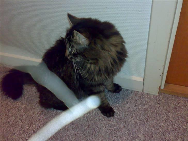 Blanding af racer norsk skovkat Mis billede 5