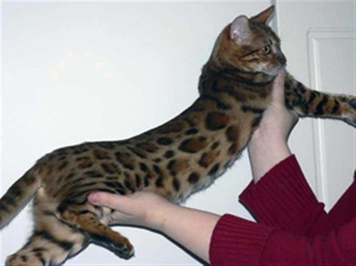 Bengal Purfect Angel - här har jag hunnit bli 8 månader billede 9