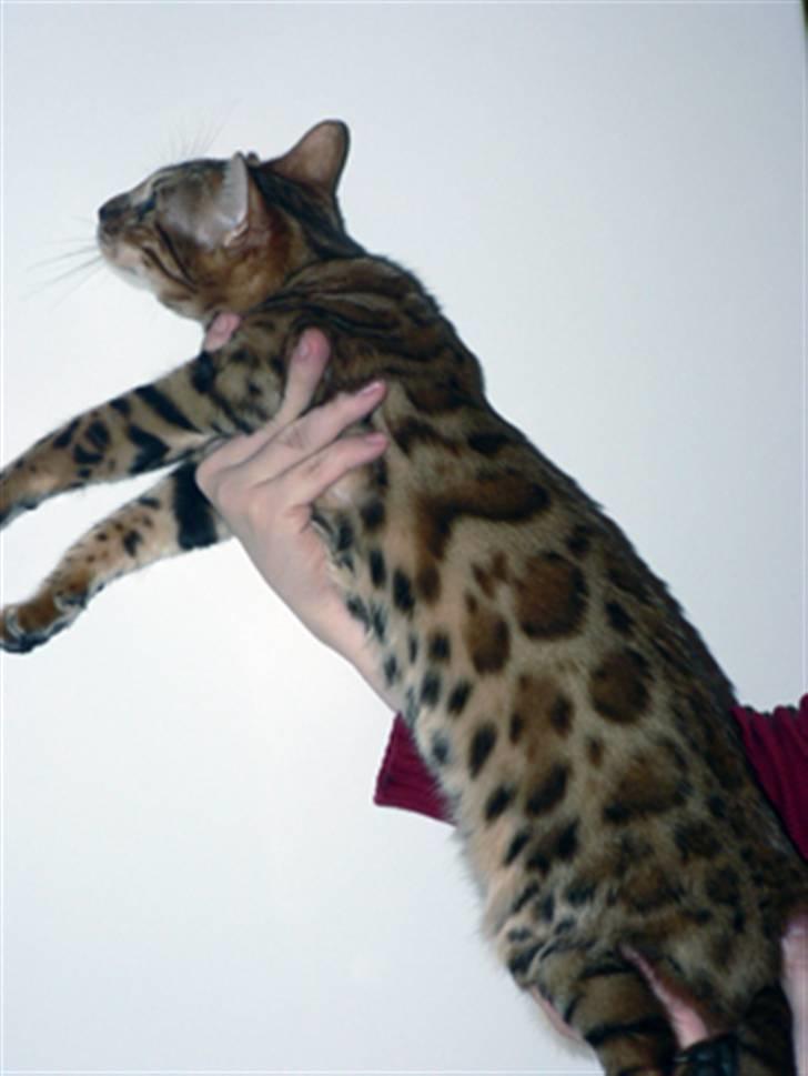 Bengal Purfect Angel - hmm konstig bild billede 10