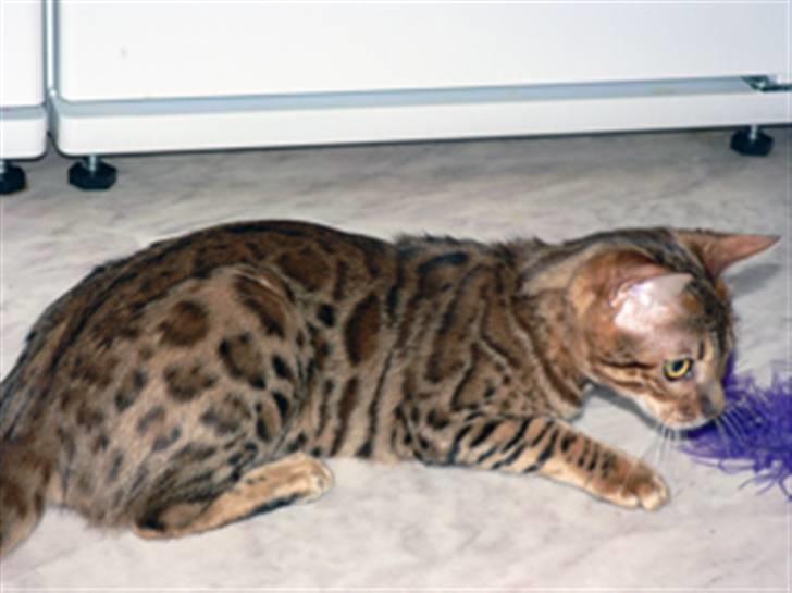 Bengal Purfect Angel - här smyger jag på en vippa, det är det jag gör allra bäst! billede 11