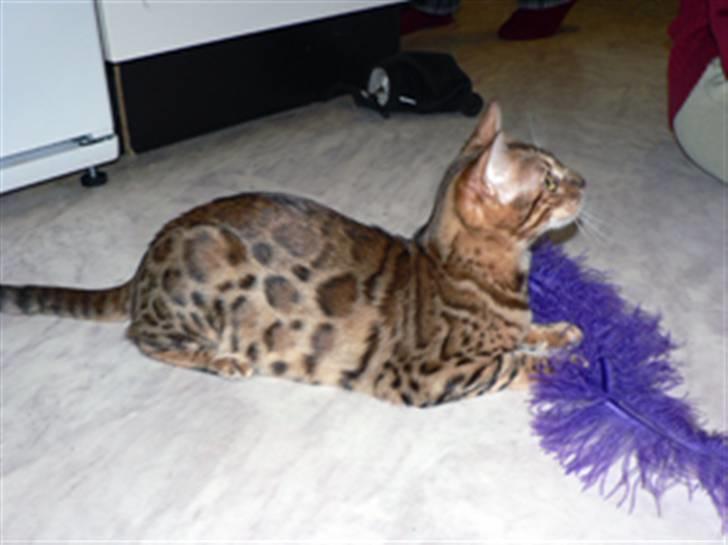 Bengal Purfect Angel - Sen äter jag upp dom å mamma blir SÅ glad då huset är fullt av fjädrar. billede 12