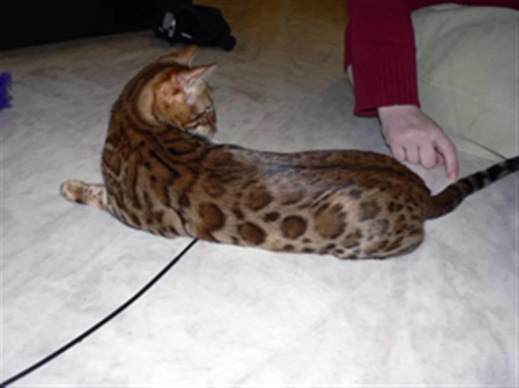 Bengal Purfect Angel - Det brukar bara bli pinnen kvar då jag är klar med vipporna! billede 13