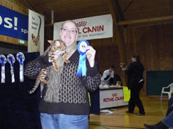 Bengal Purfect Angel - Ja bästa vuxna bengal på min 10 månaders dag - första dagen man kan kan tävla som vuxen.... Ni kan se mig på Malmös utställning 12-13 april! billede 14