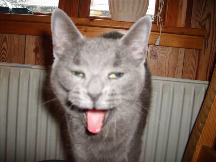 Blanding af racer mini billede 1