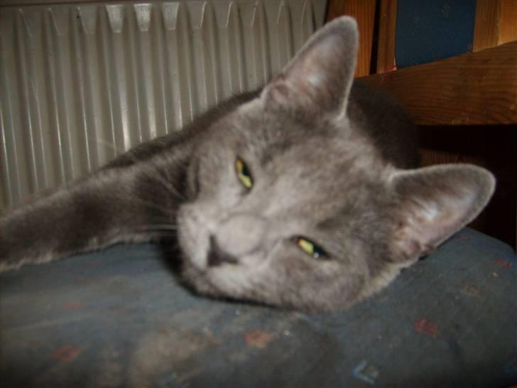 Blanding af racer mini billede 2