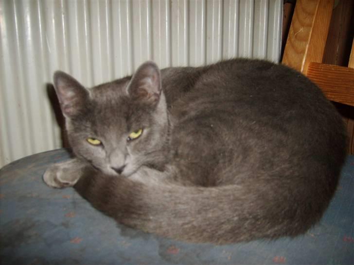 Blanding af racer mini billede 3