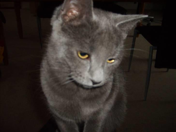 Blanding af racer mini billede 4