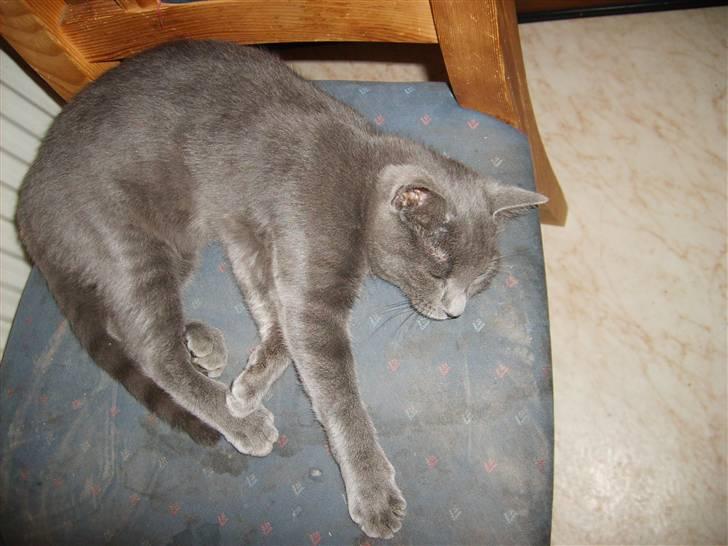 Blanding af racer mini billede 6