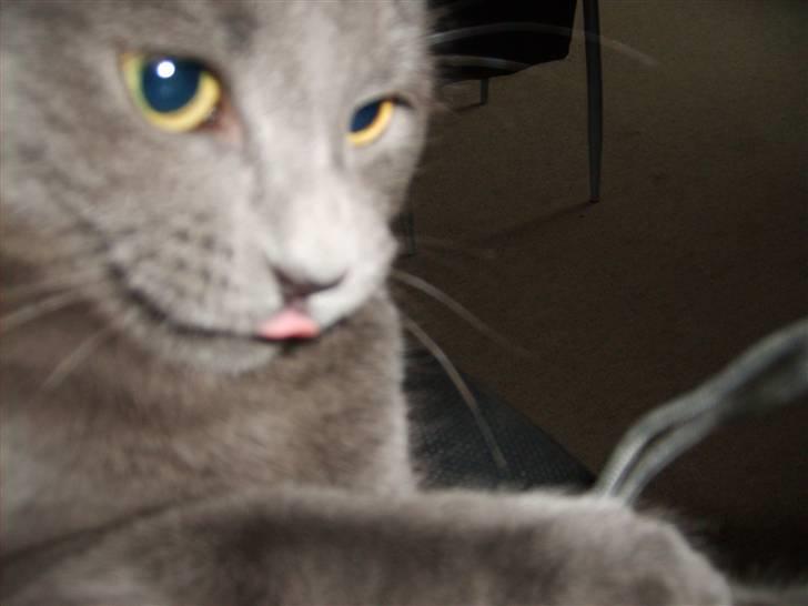 Blanding af racer mini billede 7