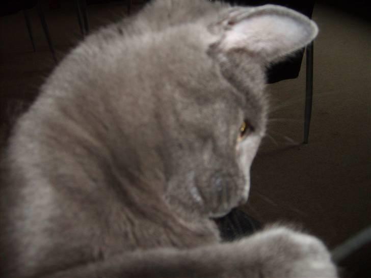 Blanding af racer mini billede 8