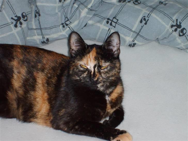 Huskat Perle billede 7