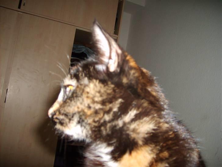 Huskat Perle billede 8