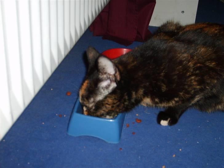 Huskat Perle billede 9