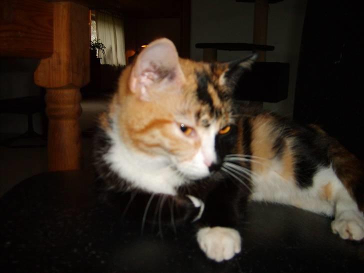 Huskat Muchi billede 1