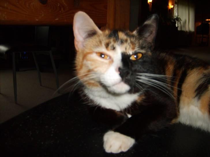 Huskat Muchi billede 2