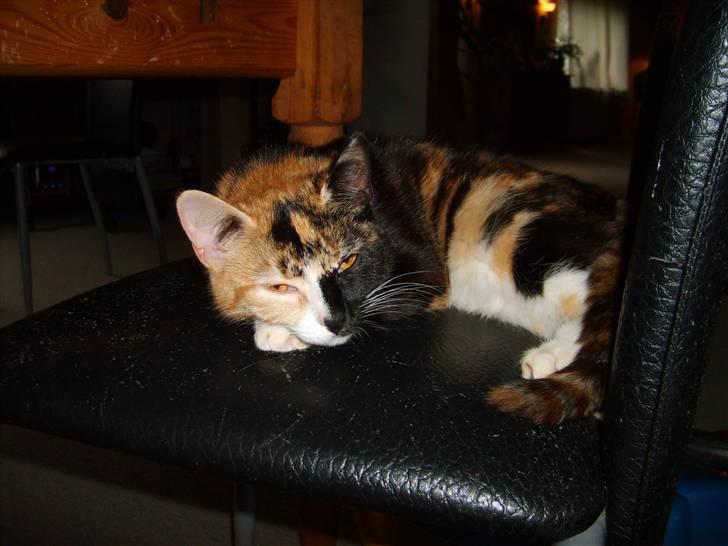 Huskat Muchi billede 3