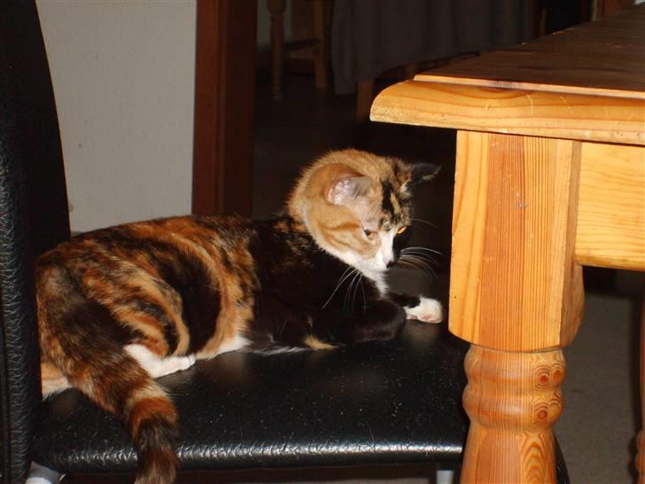 Huskat Muchi billede 4