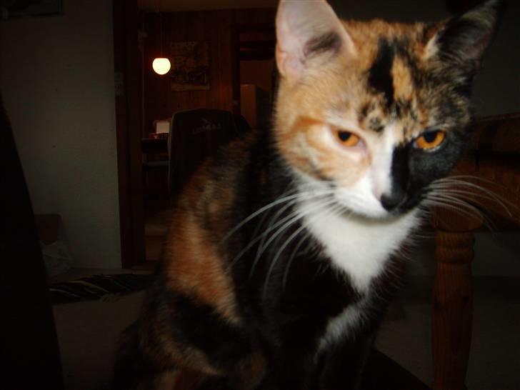 Huskat Muchi billede 5