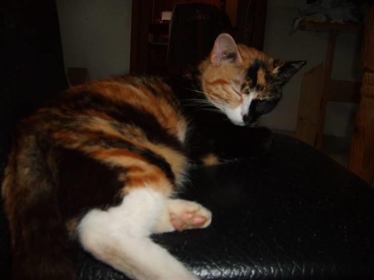 Huskat Muchi billede 6