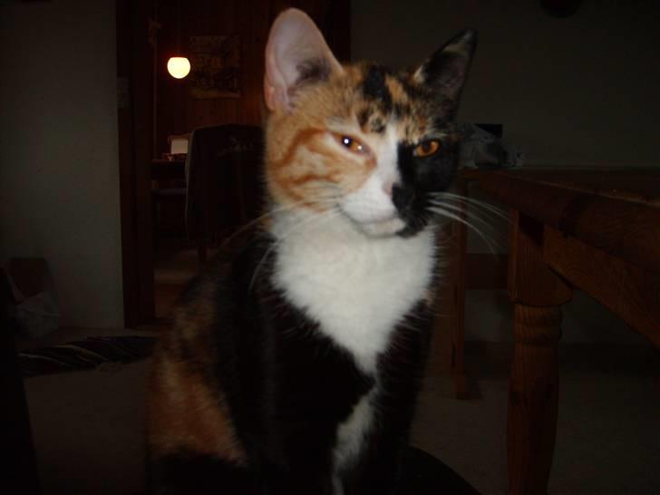 Huskat Muchi billede 7